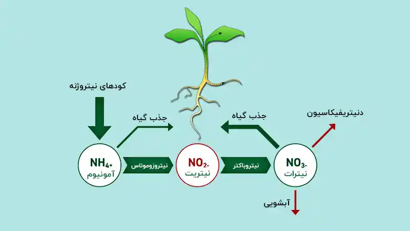 فرم قابل جذب نیتروژن توسط گیاهان