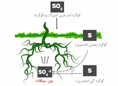 فرم قابل جذب گوگرد توسط ریشه گیاهان