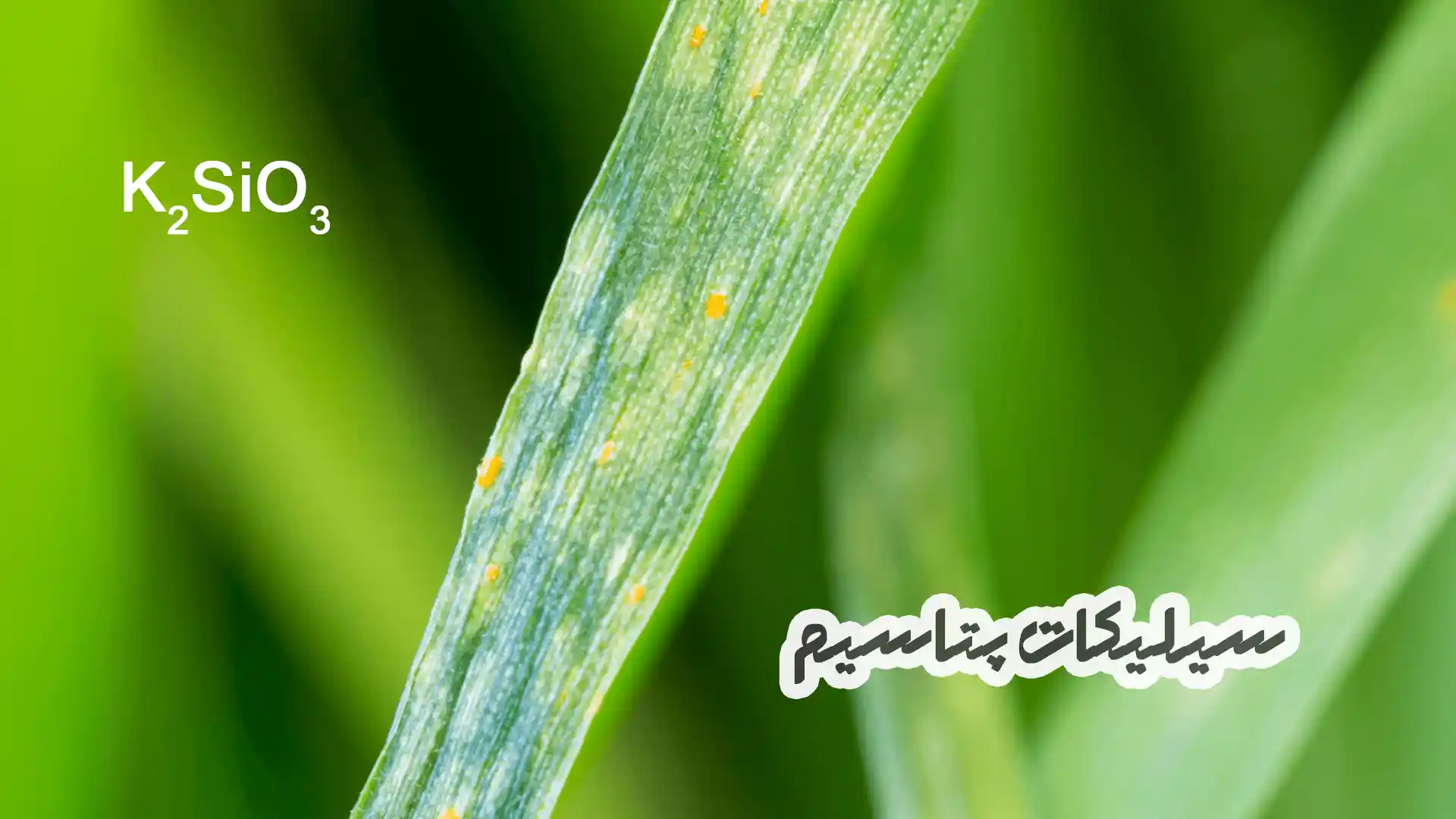 همه چیز درباره سیلیکات پتاسیم