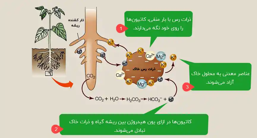 ظرفیت تبادل کاتیونی در تفسیر نتایج آزمایش خاک کشاورزی