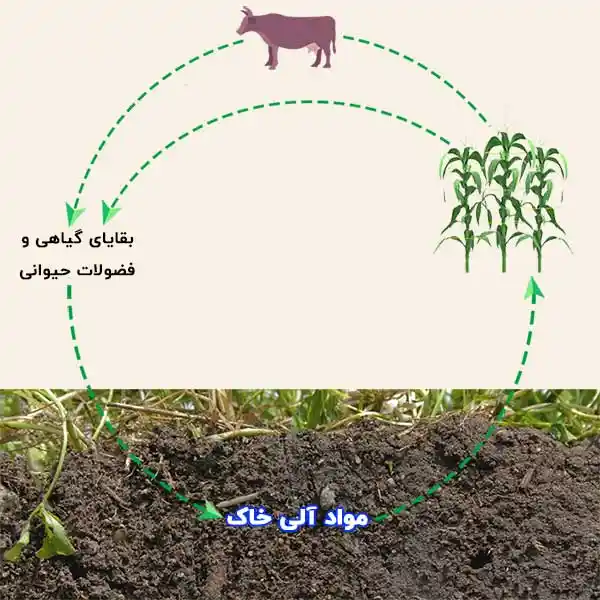 مواد آلی در خاک