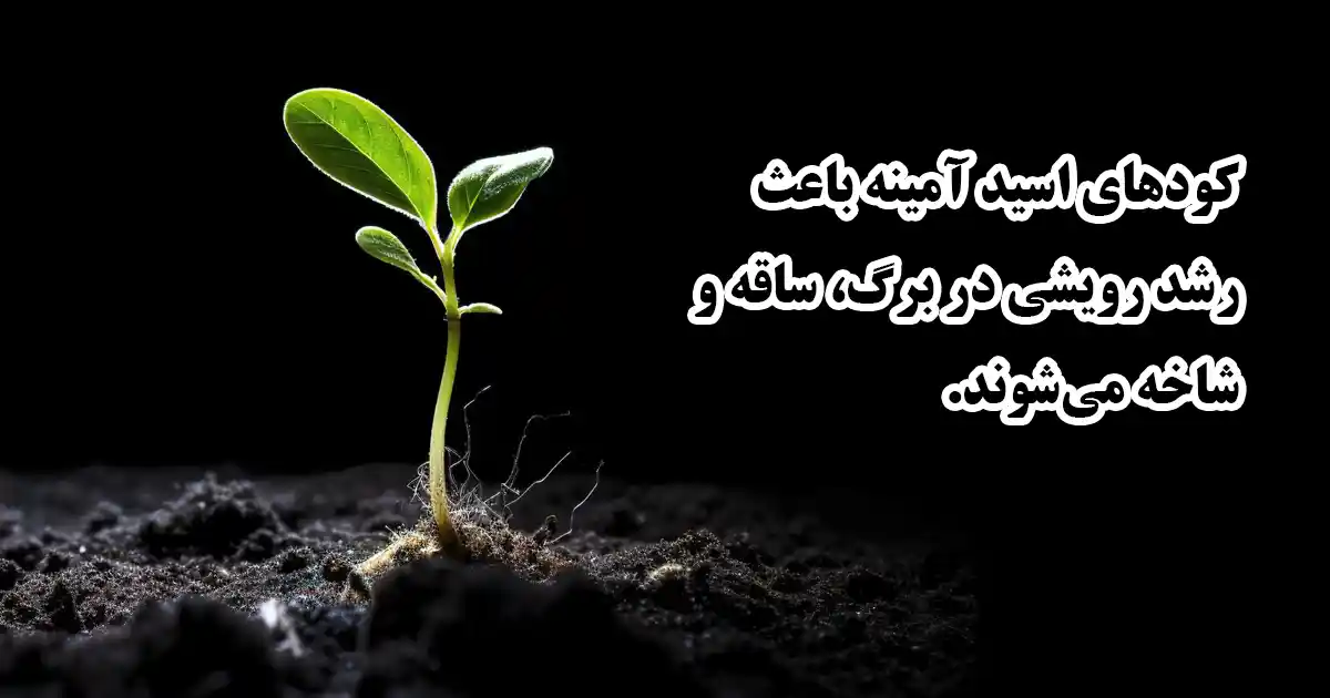 زمان مصرف کود آمینو اسید