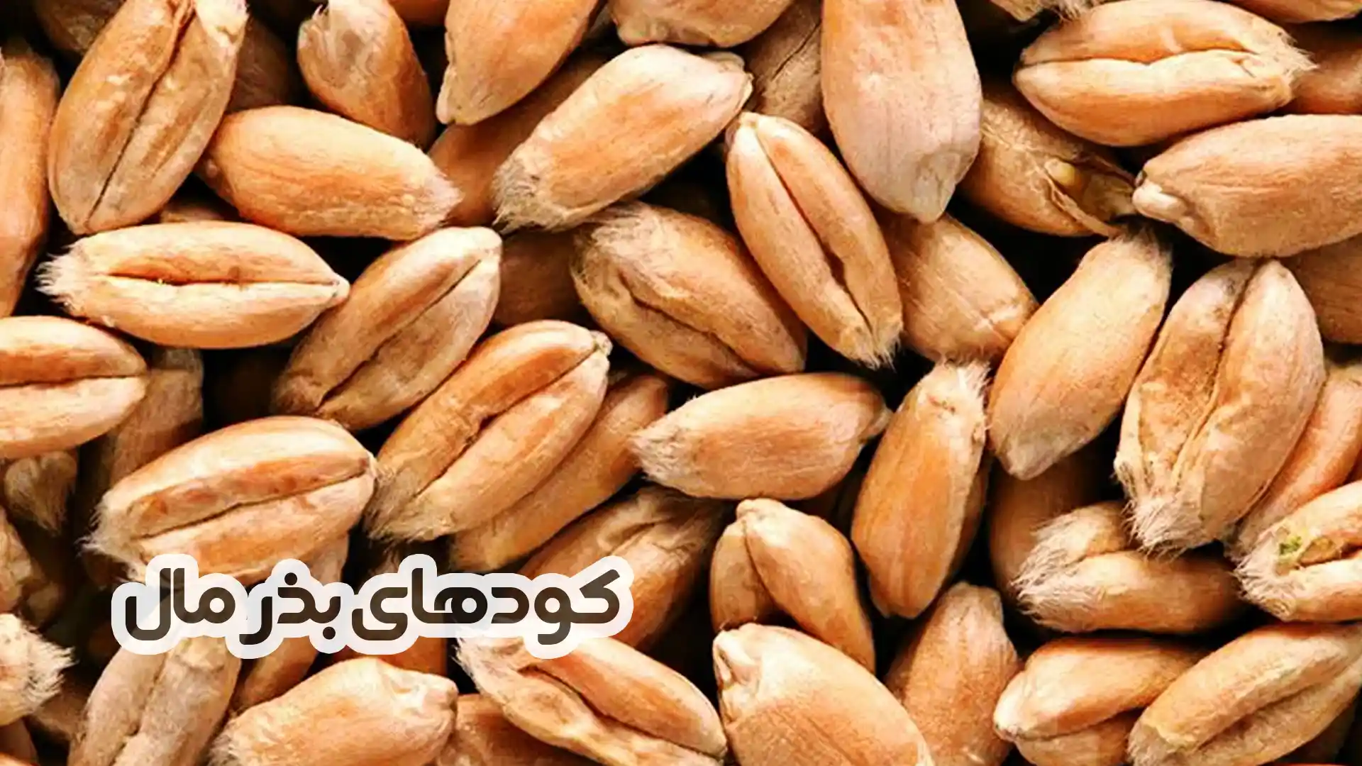 کودهای بذرمال