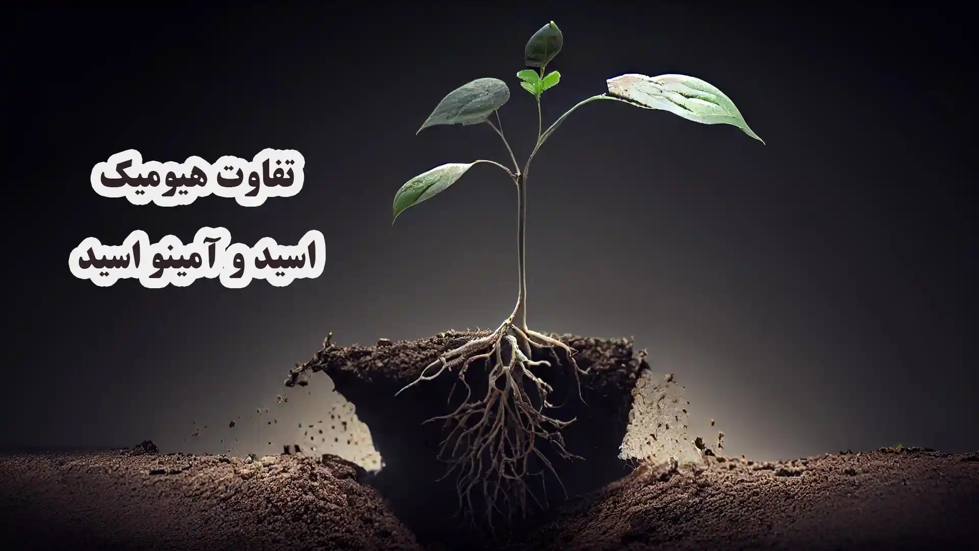 تفاوت هیومیک اسید و آمینو اسید