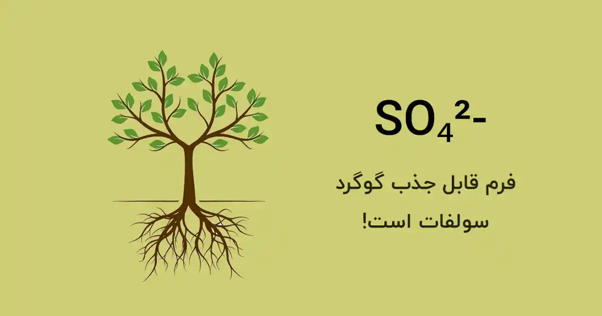 فرم قابل جذب گوگرد در سیب زمینی