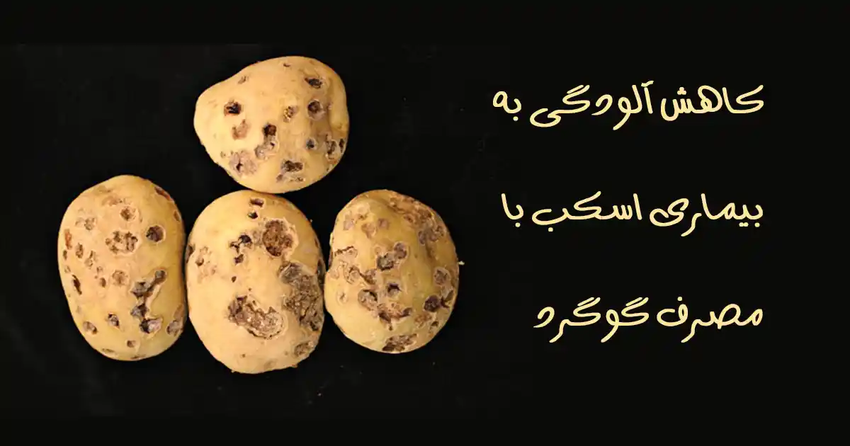 تاثیر گوگرد بر کاهش آلودگی به اسکب (جرب) در سیب زمینی