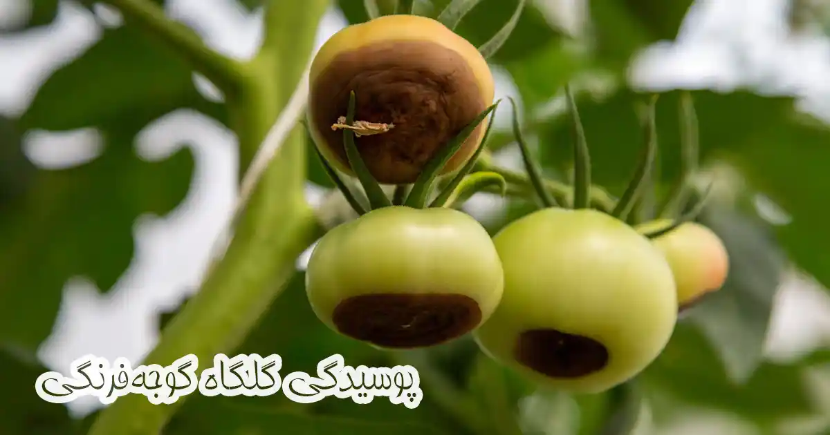پوسیدگی گلگاه گوجه فرنگی در نتیجه کمبود کلسیم