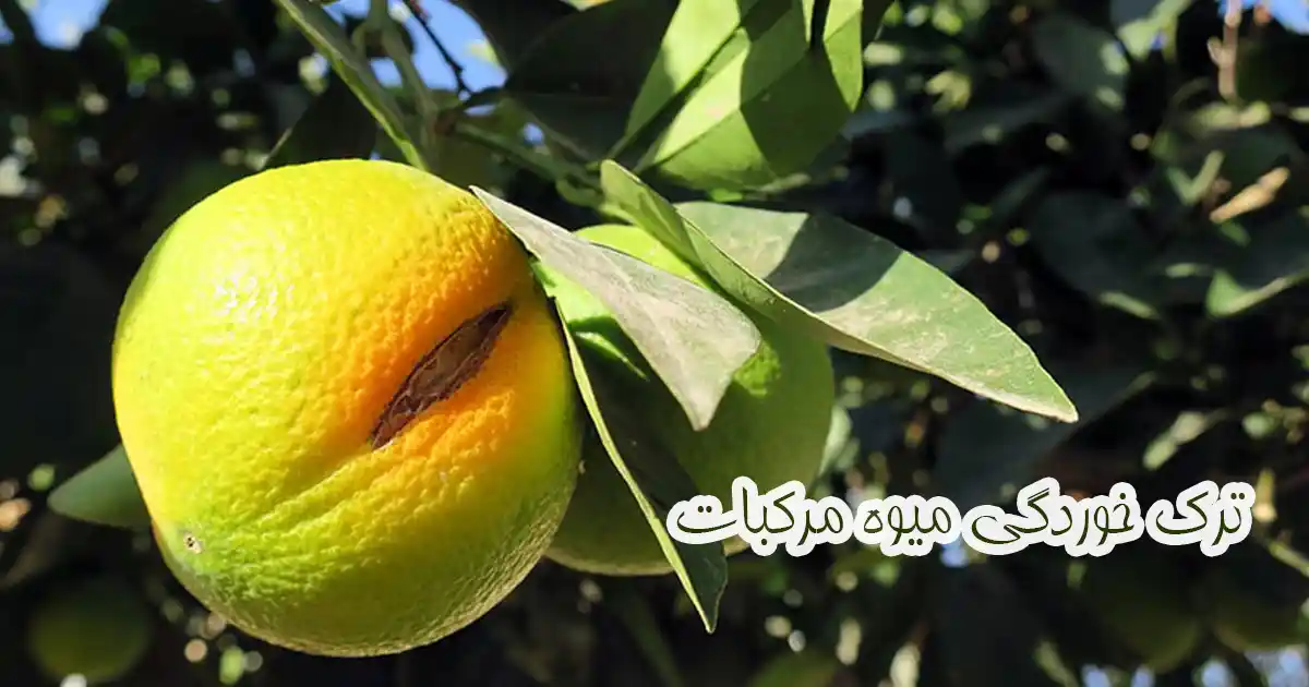 ترک خوردگی میوه در مرکبات در نتیجه کمبود کلسیم