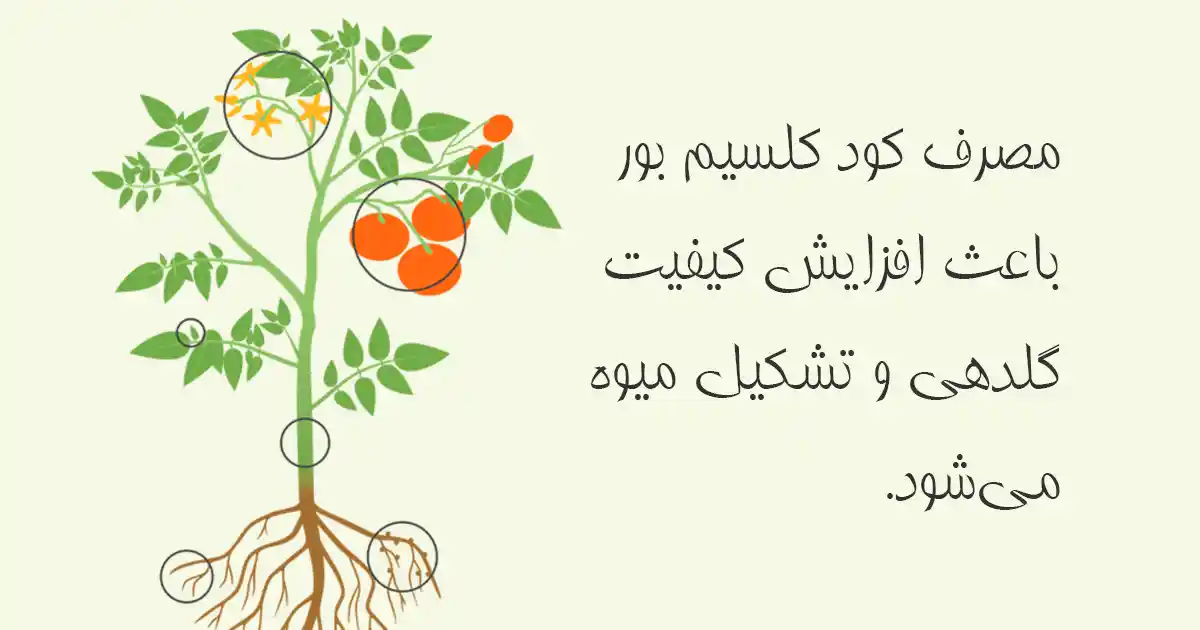 فواید کود کلسیم بور