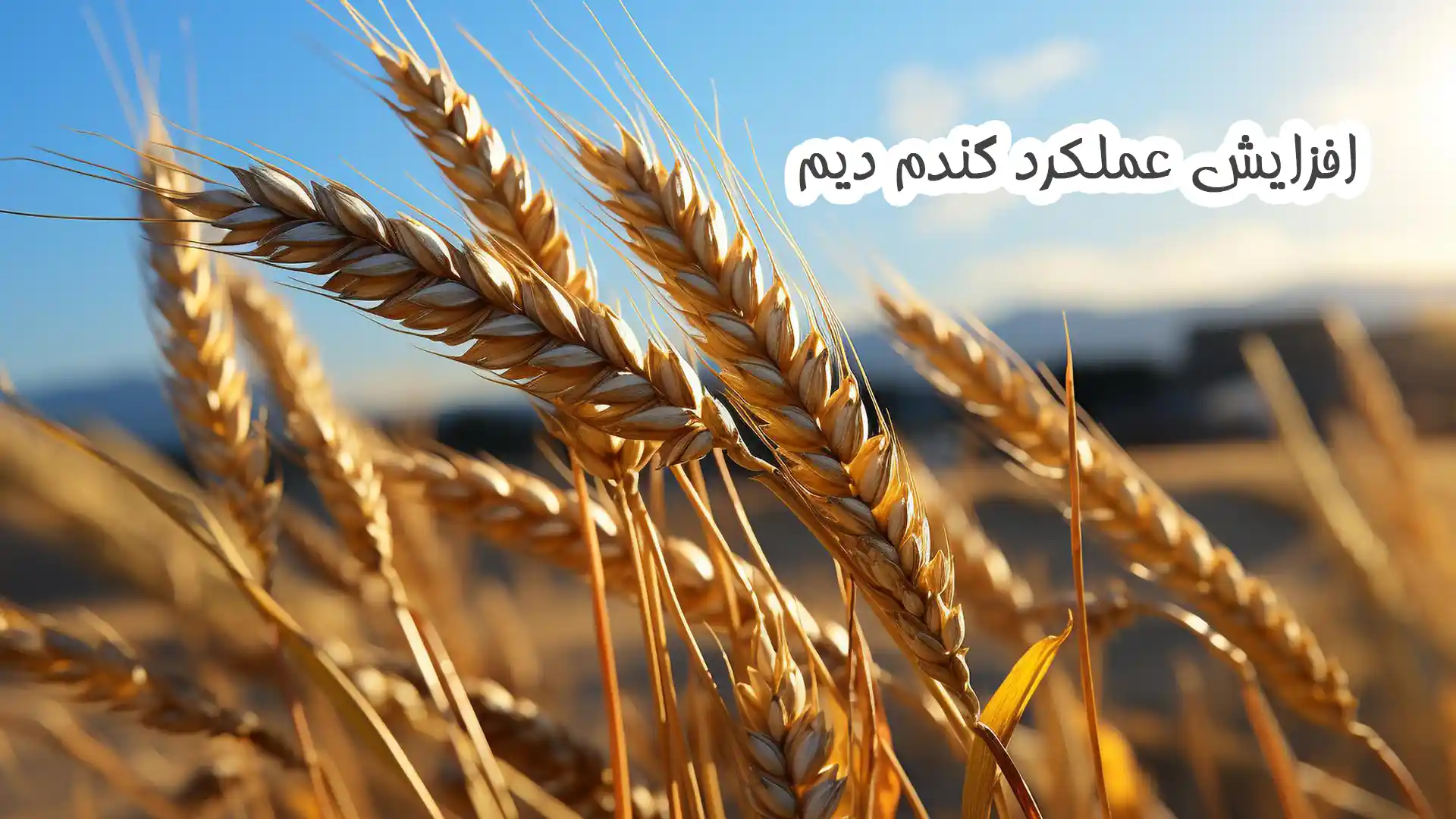 افزایش عملکرد گندم دیم