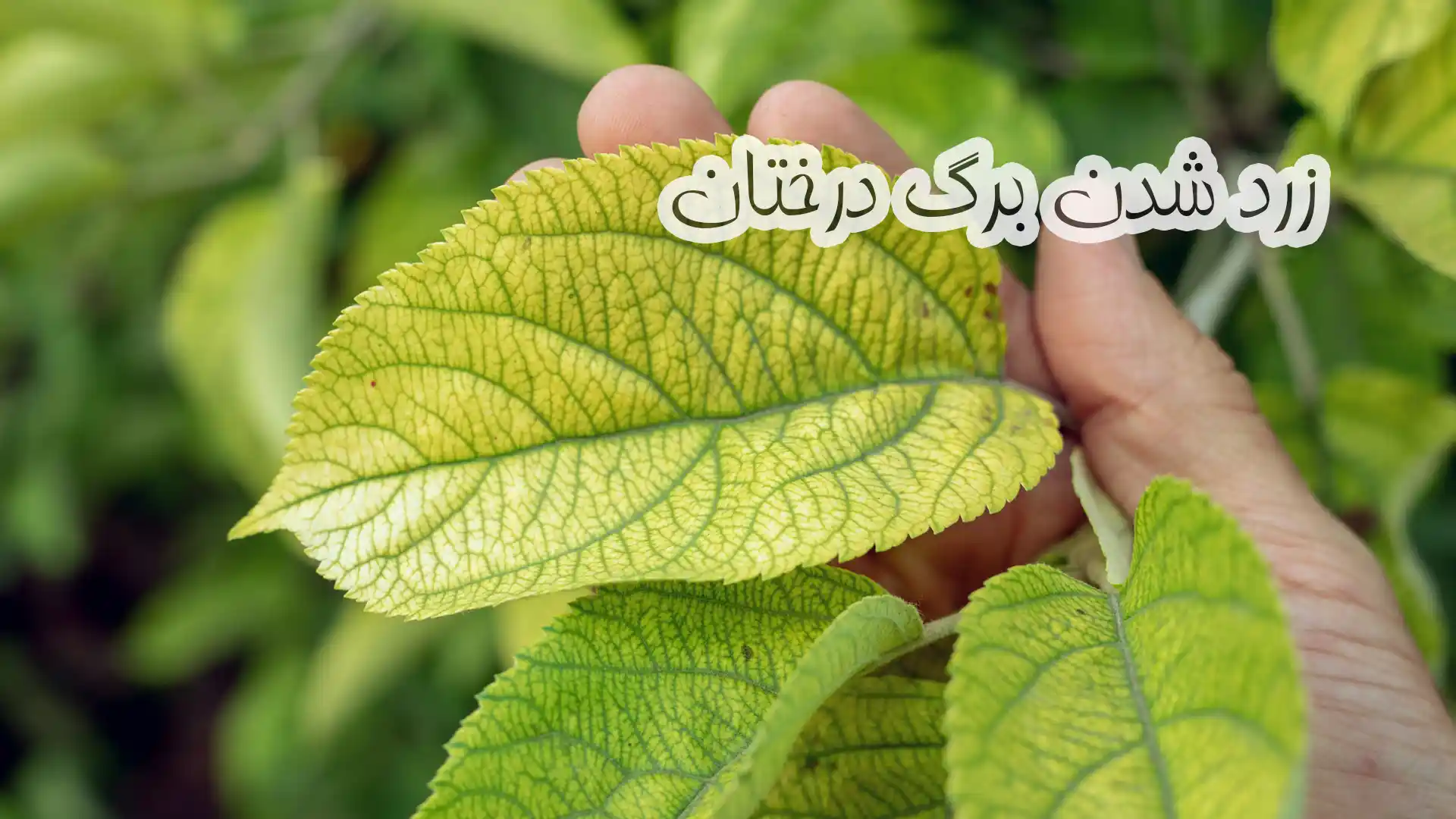 دلایل زرد شدن برگ درختان