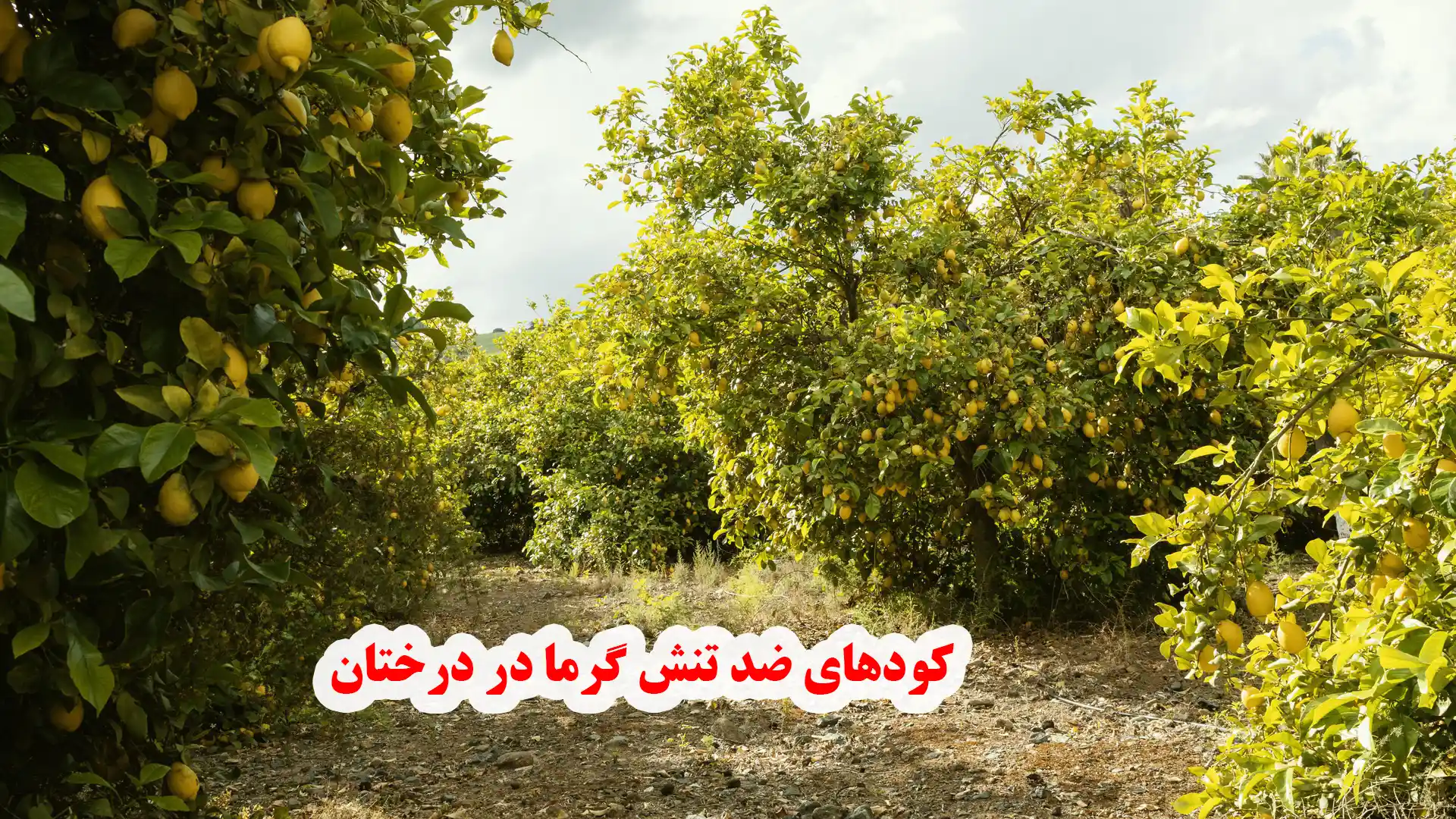 کود ضد تنش گرما