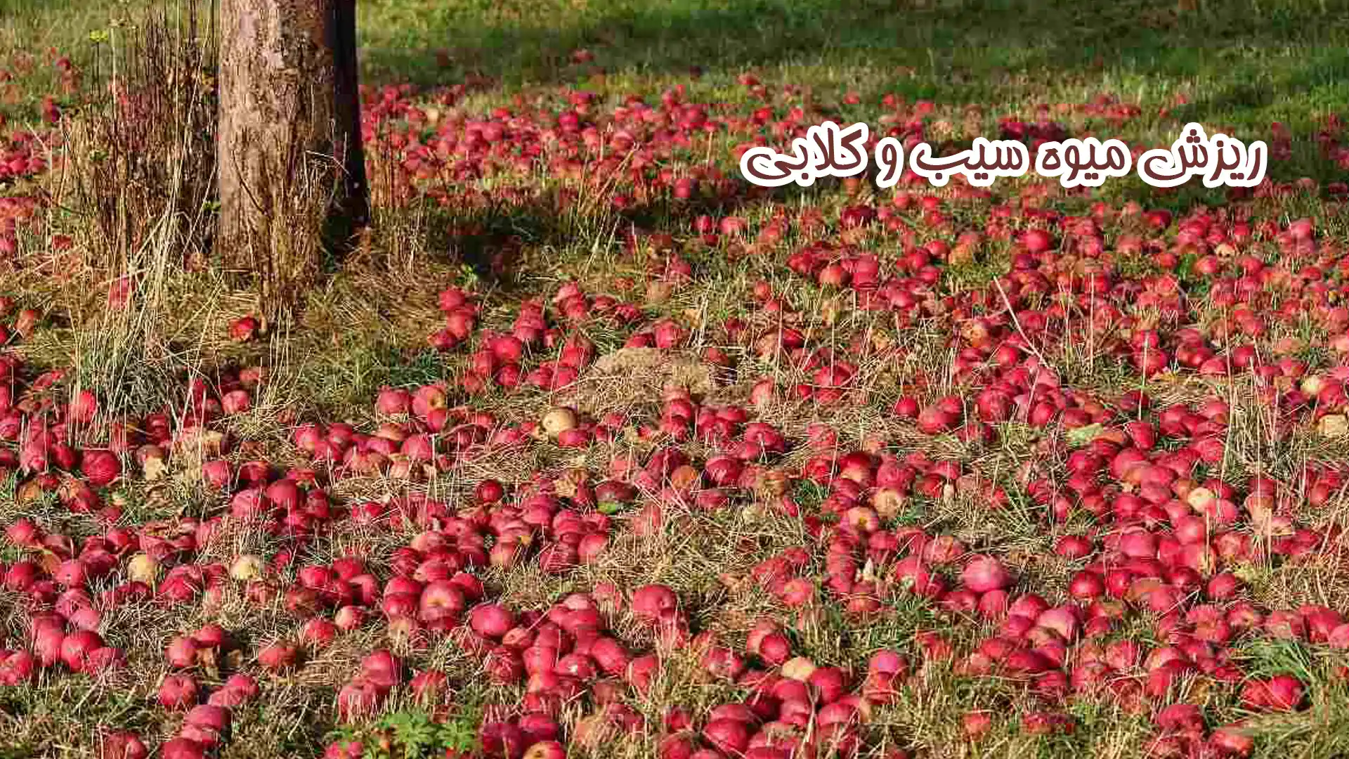 دلایل ریزش میوه گلابی و سیب