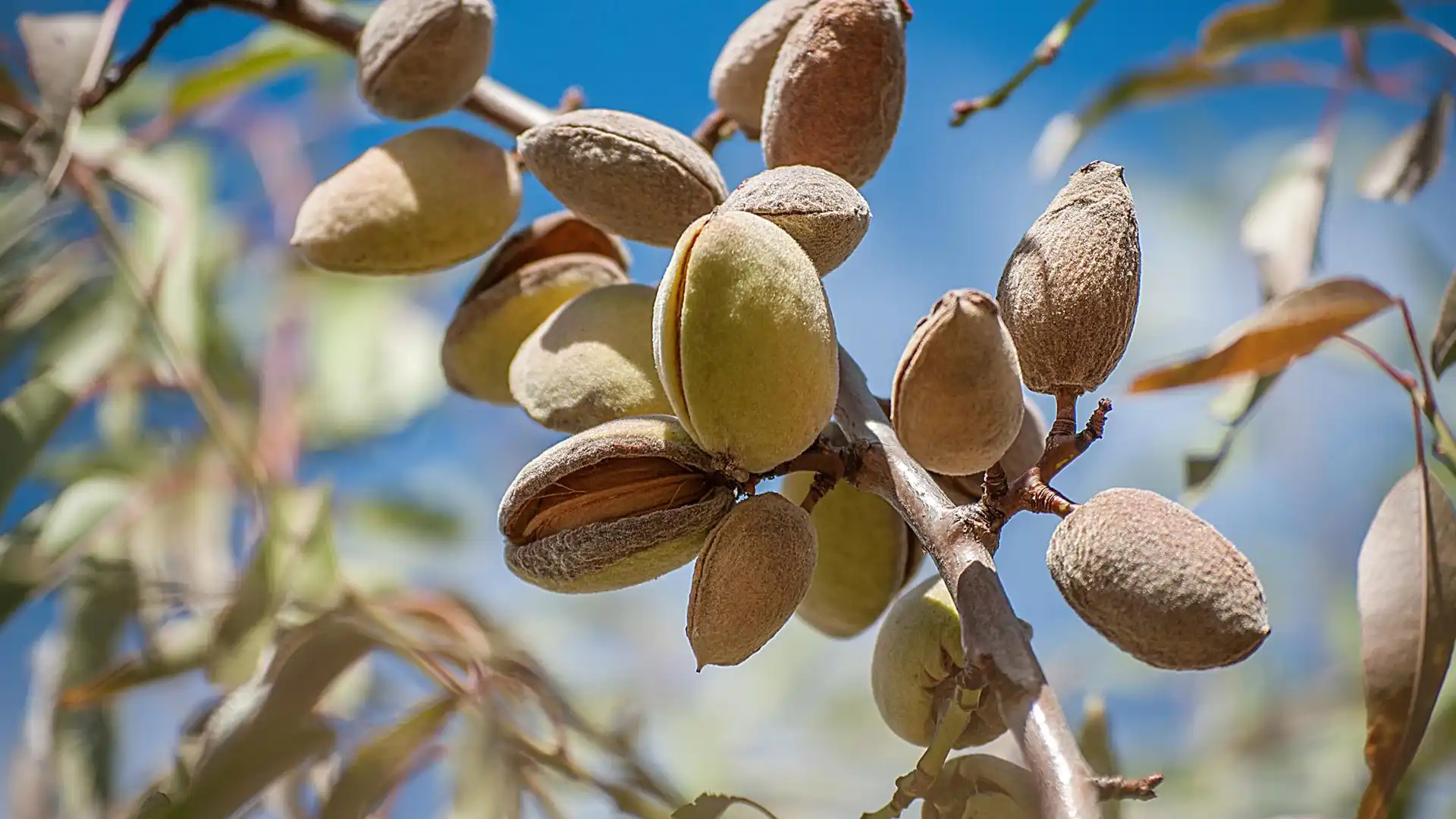پاسخ به چند سوال کاربردی درباره درخت بادام