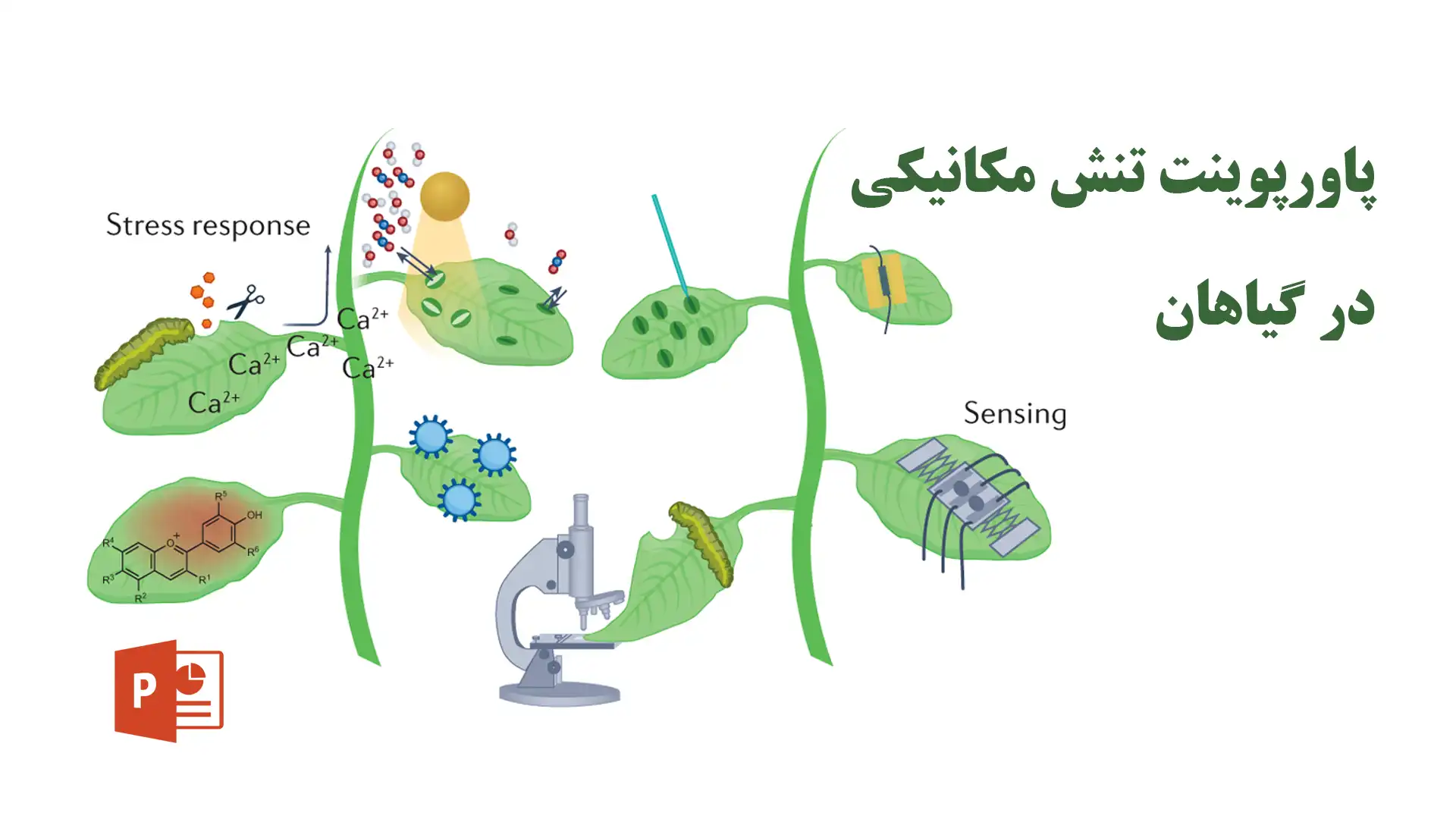 پاورپوینت تنش مکانیکی در گیاهان