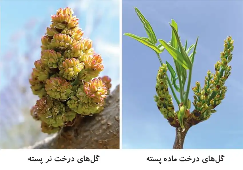 تفاوت گل در درختان پسته نر و ماده